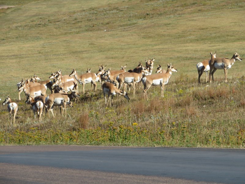 Prong-horned Antelopes